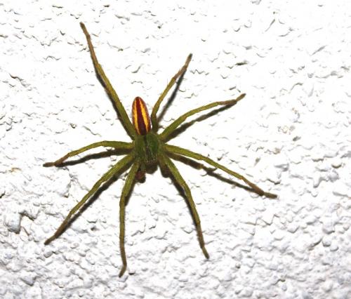 Micrommata virescens